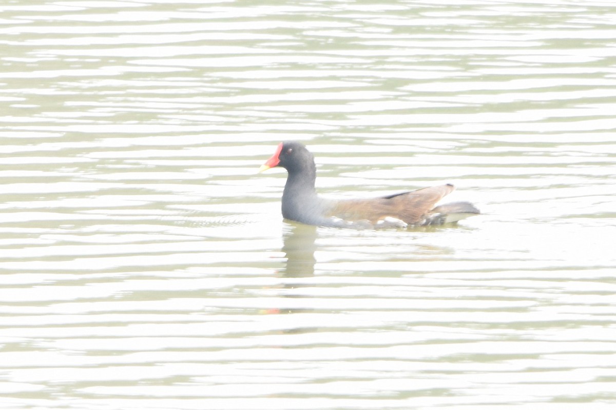 Gallinule poule-d'eau - ML652519193