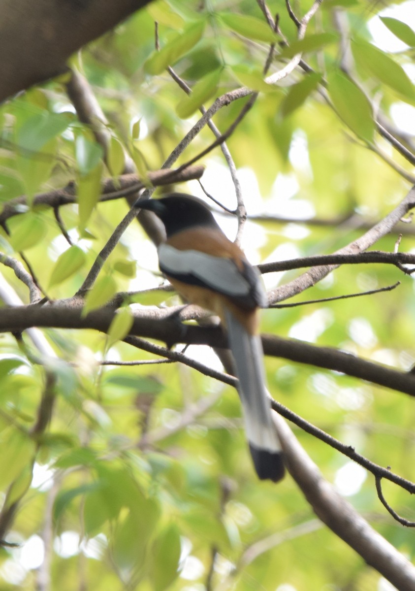 Témia vagabonde - ML652519245