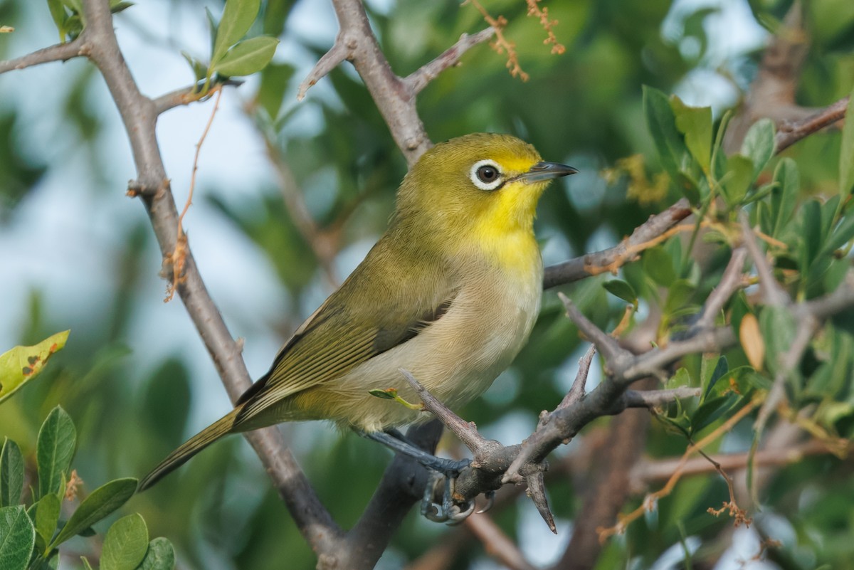Окулярник блідий - ML652519262