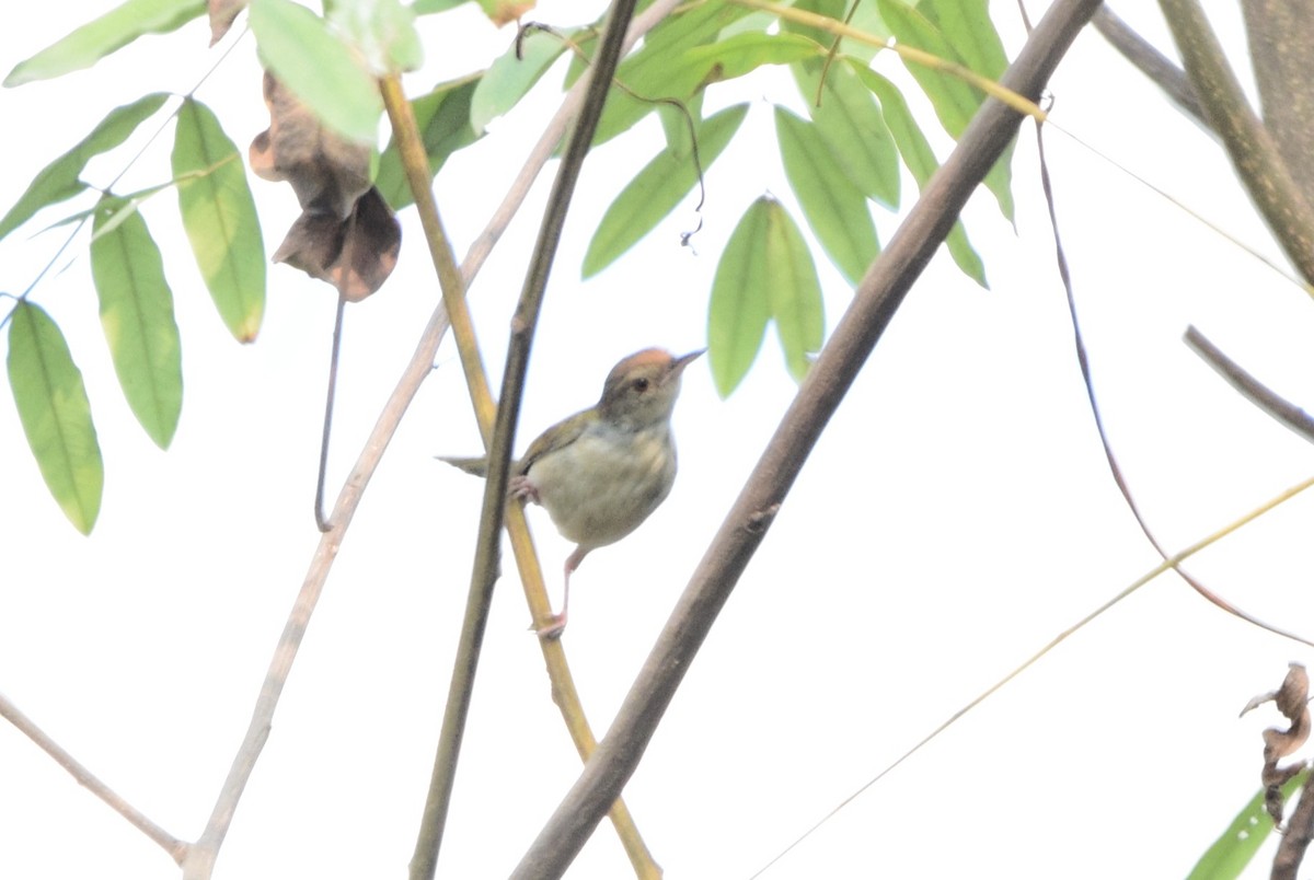 Couturière à longue queue - ML652519265