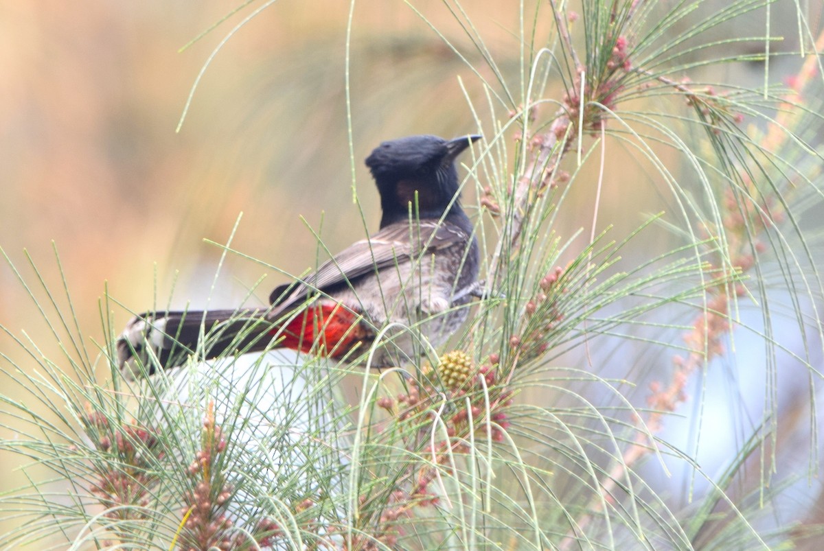 Bulbul à ventre rouge - ML652519274