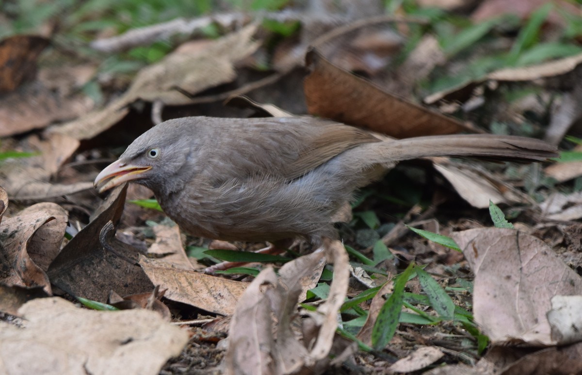 Cratérope de brousse - ML652519290