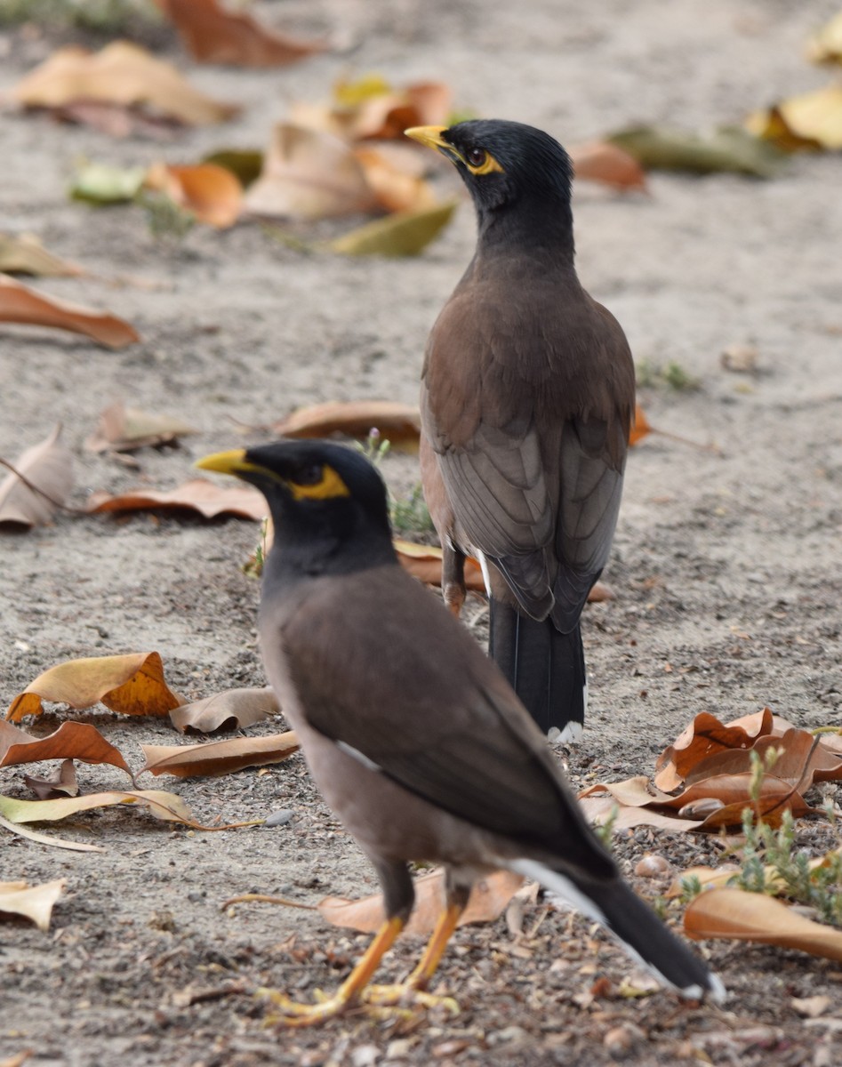 Martin triste - ML652519301