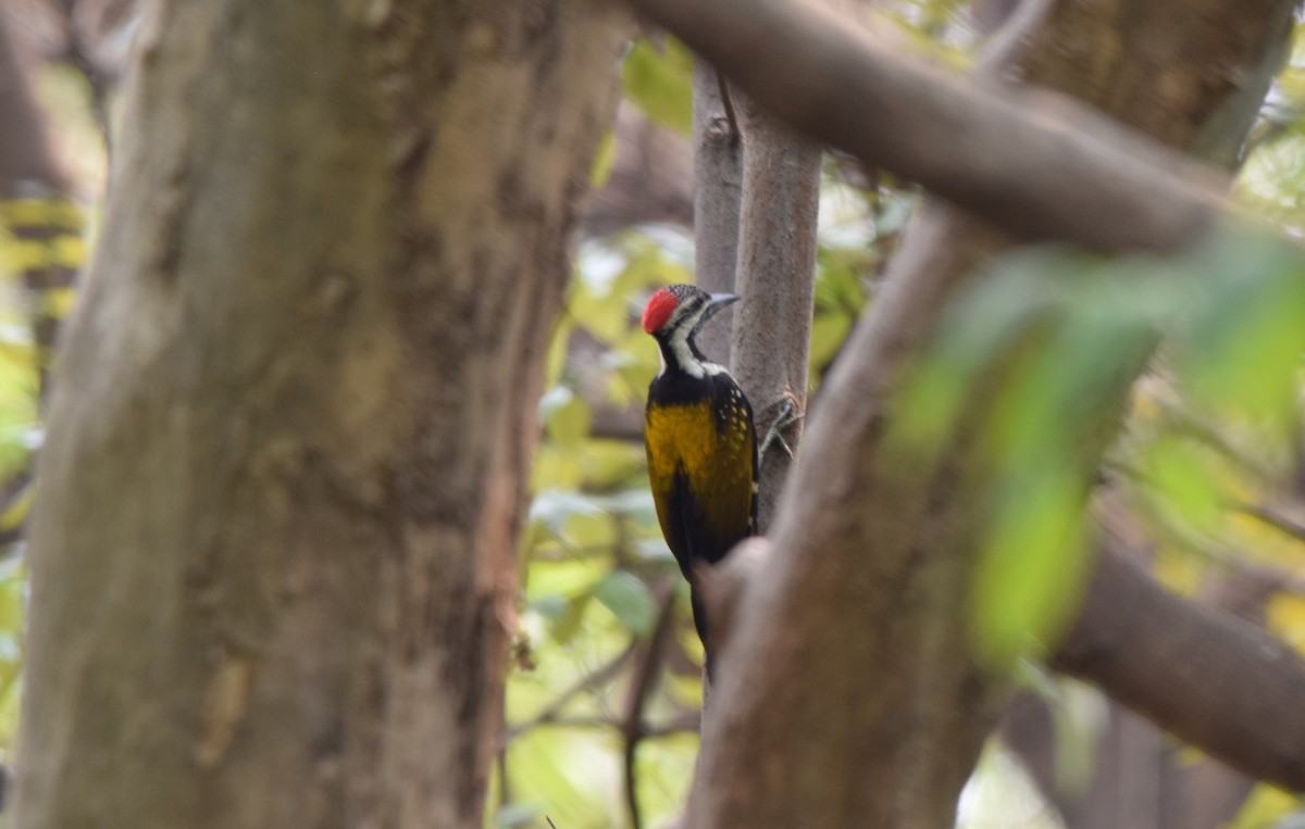 Pic du Bengale - ML652519392