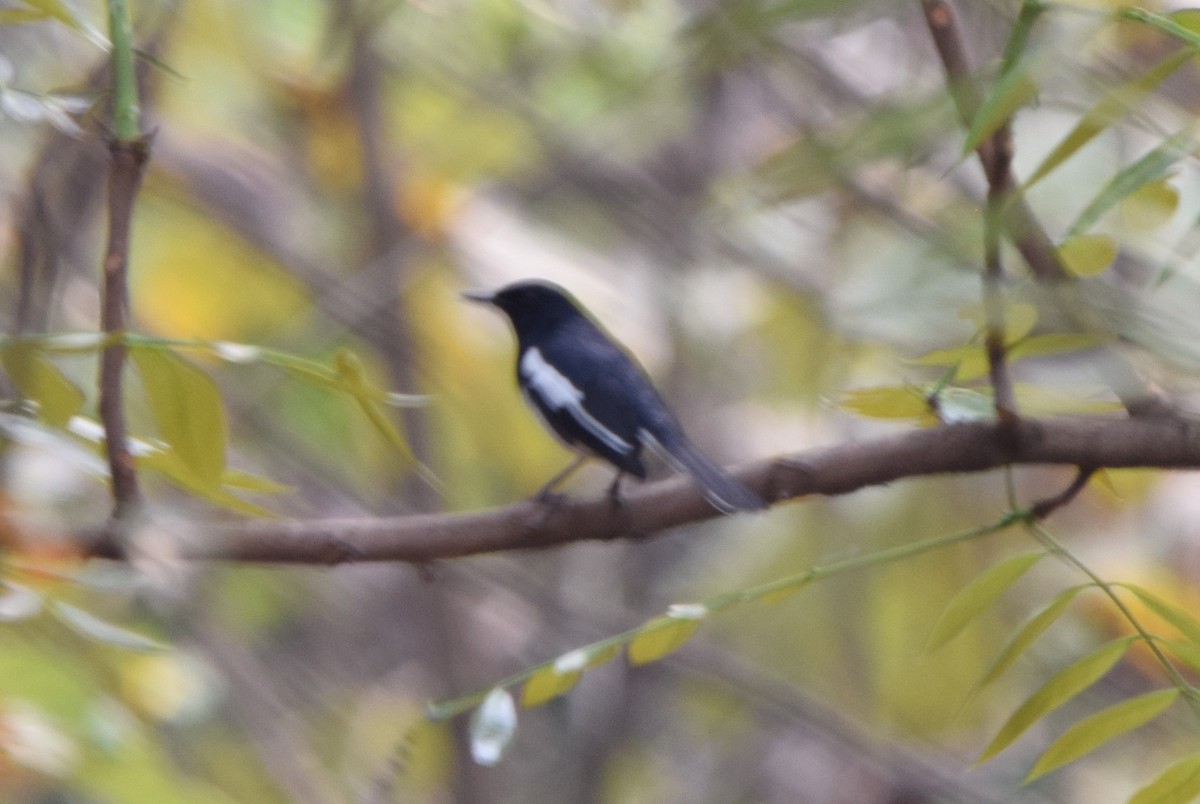 Shama dayal - ML652519489