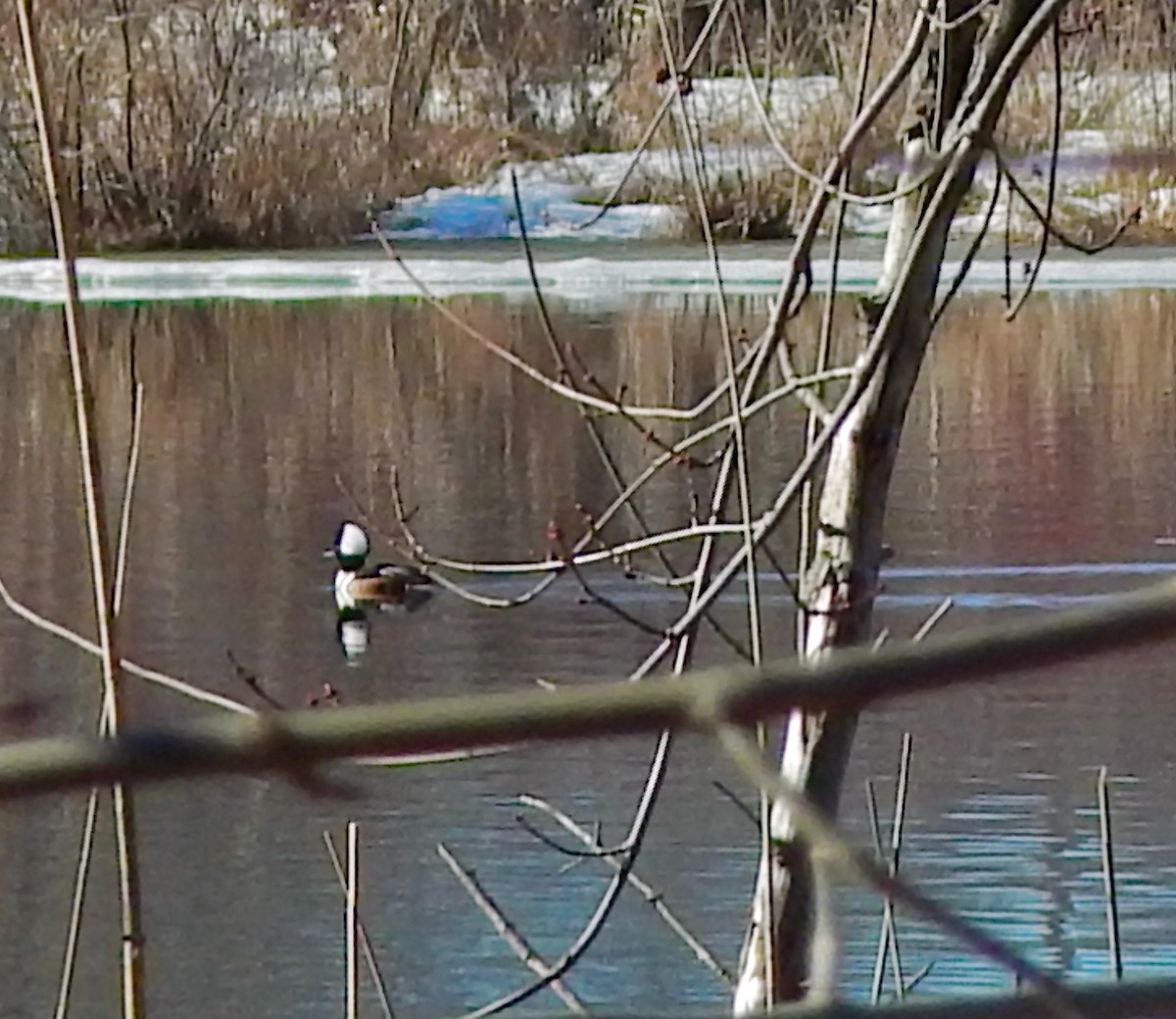 hjelmfiskand - ML652519764