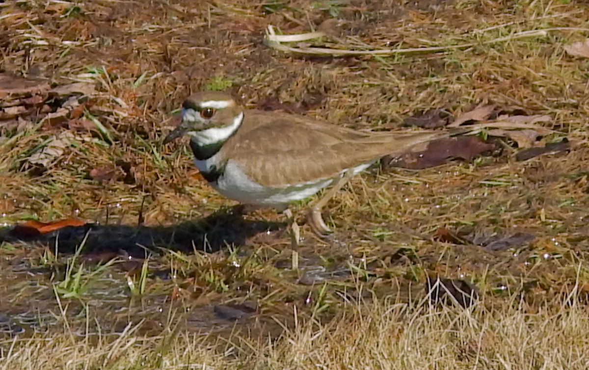 tobeltelo - ML652519797