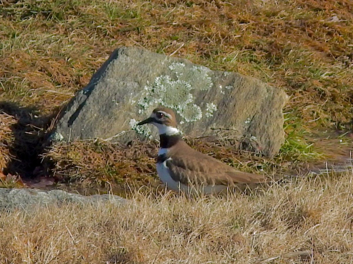 tobeltelo - ML652519798