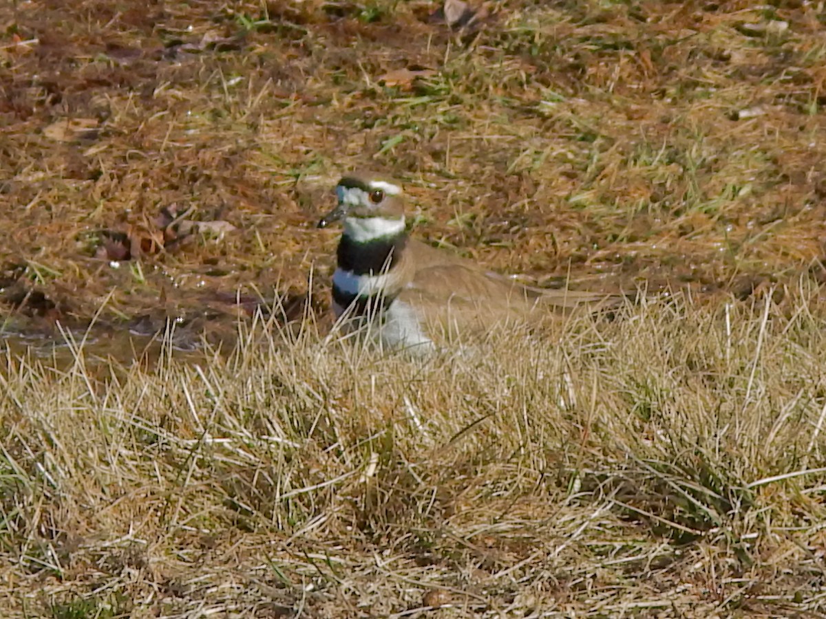 tobeltelo - ML652519825