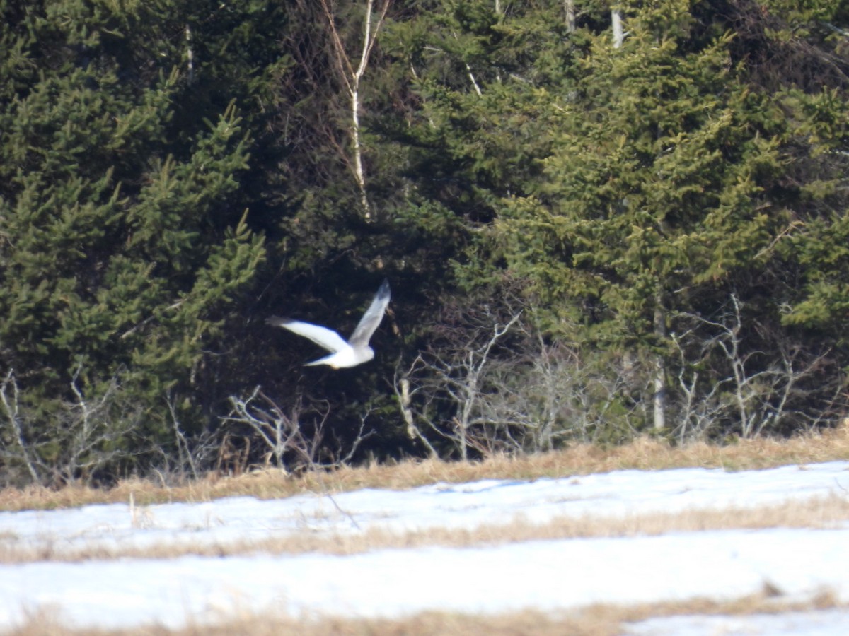 Northern Harrier - ML652519861