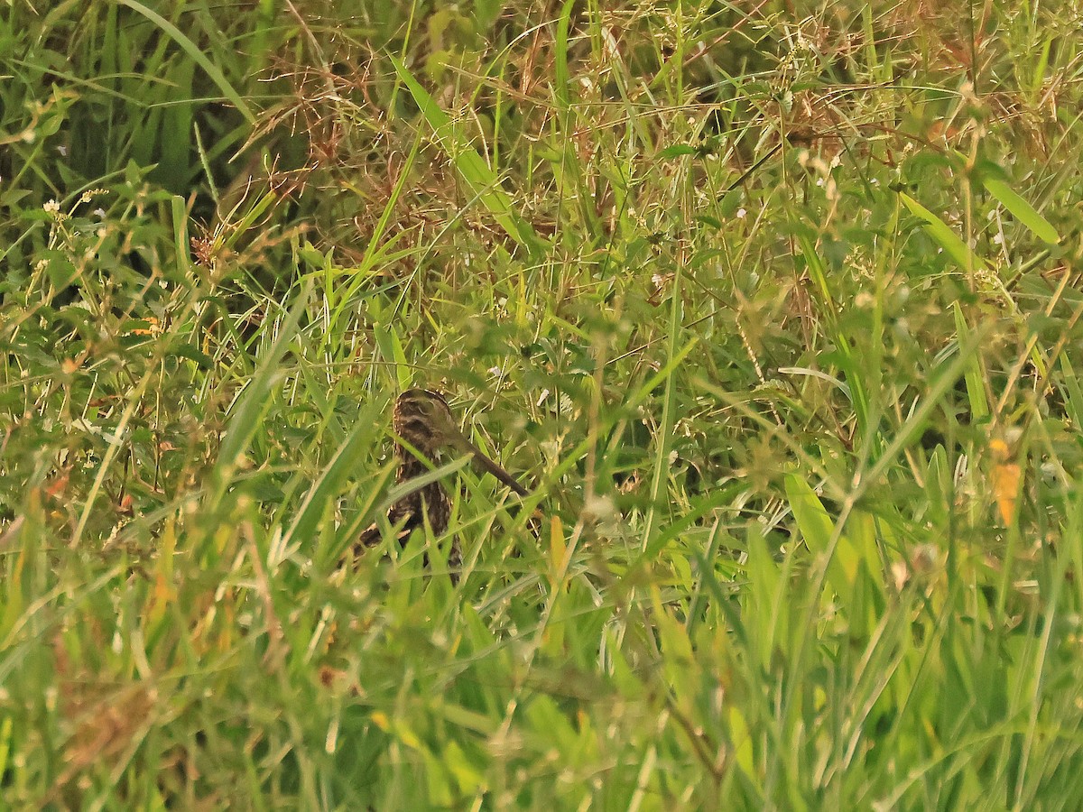 パラグアイタシギ - ML652519890