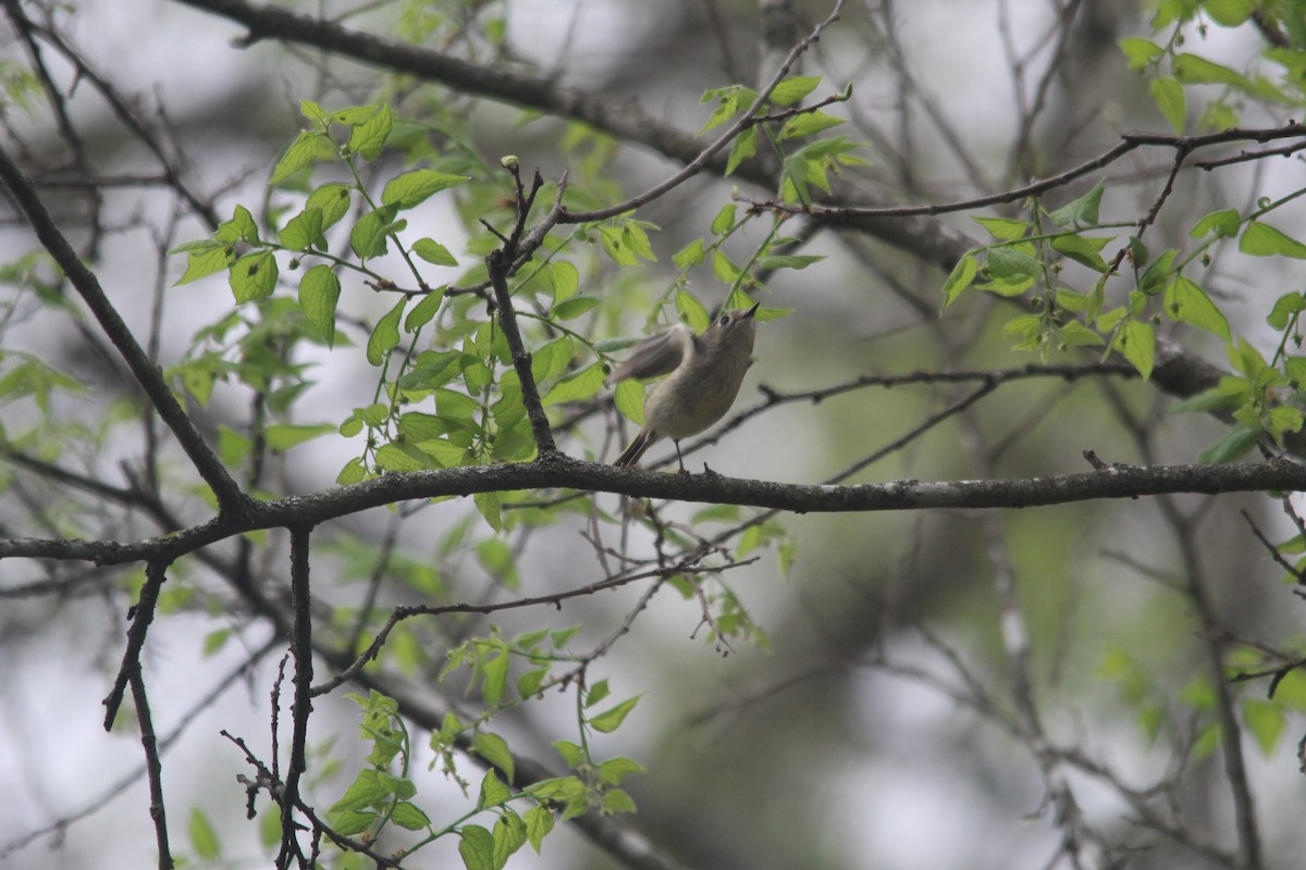 Gözlüklü Çalıkuşu - ML652519931