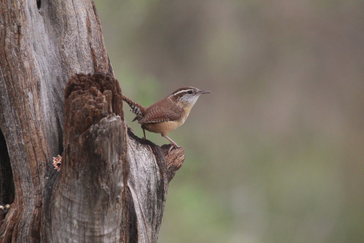 Karolina Çıtkuşu - ML652519949