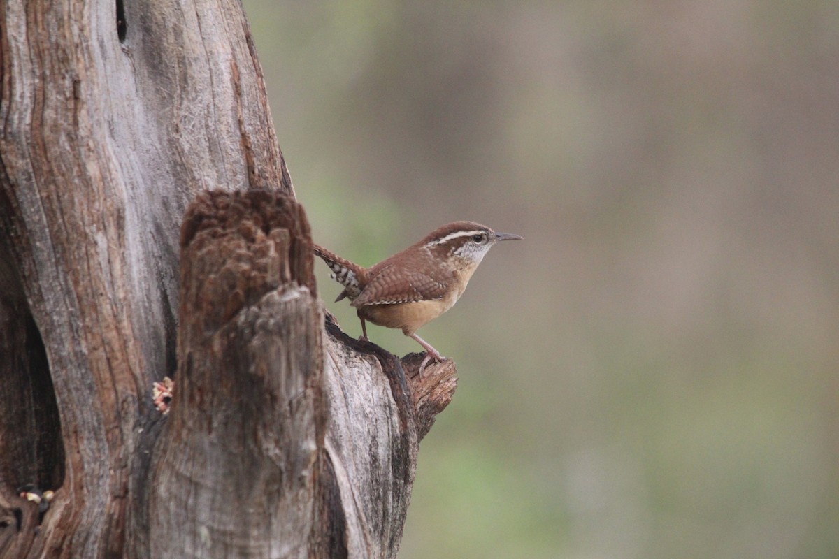 Karolina Çıtkuşu - ML652519950