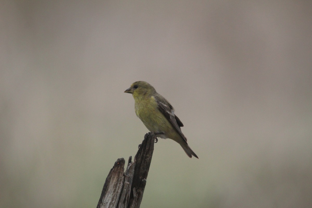 Sarı-Siyah İskete - ML652519975