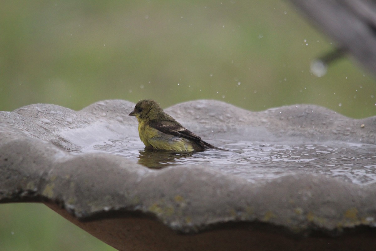 Sarı-Siyah İskete - ML652519976