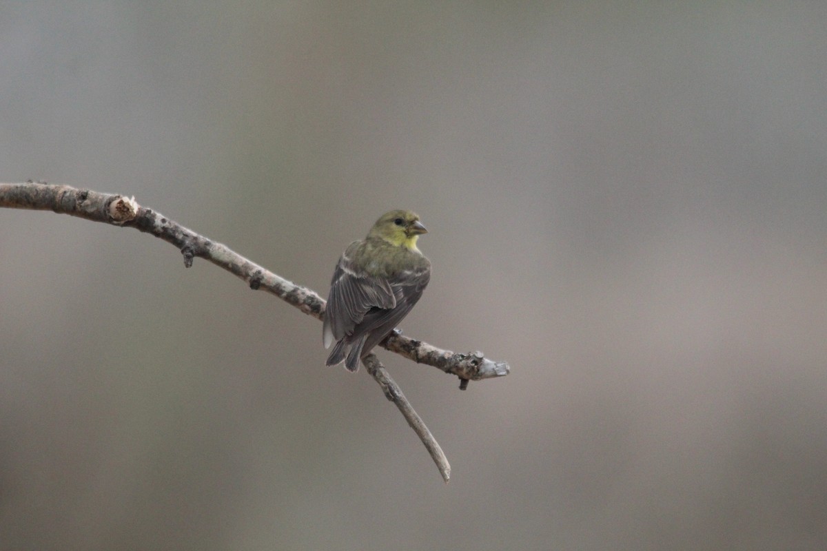 Sarı-Siyah İskete - ML652519977