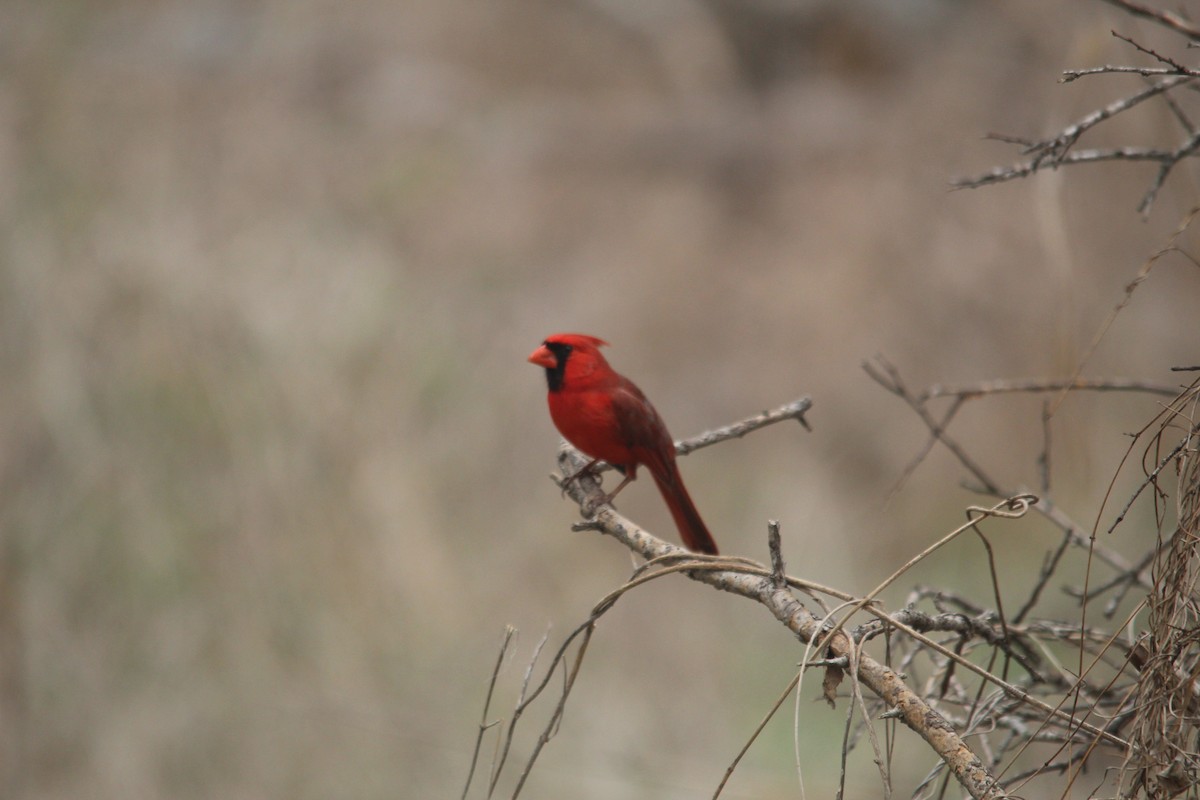 Kırmızı Kardinal - ML652519985