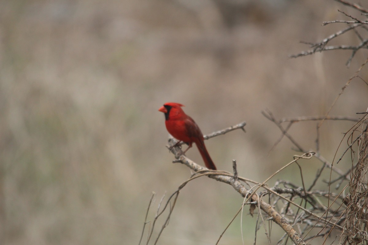Kırmızı Kardinal - ML652519986