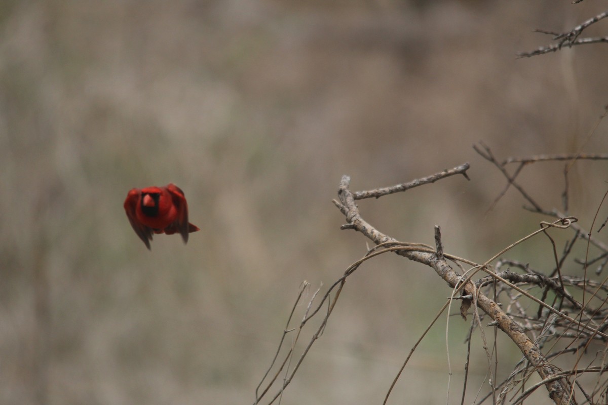 Kırmızı Kardinal - ML652519987