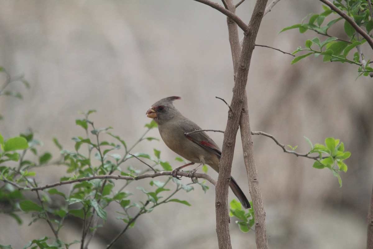 Arizona Kardinalı - ML652520012