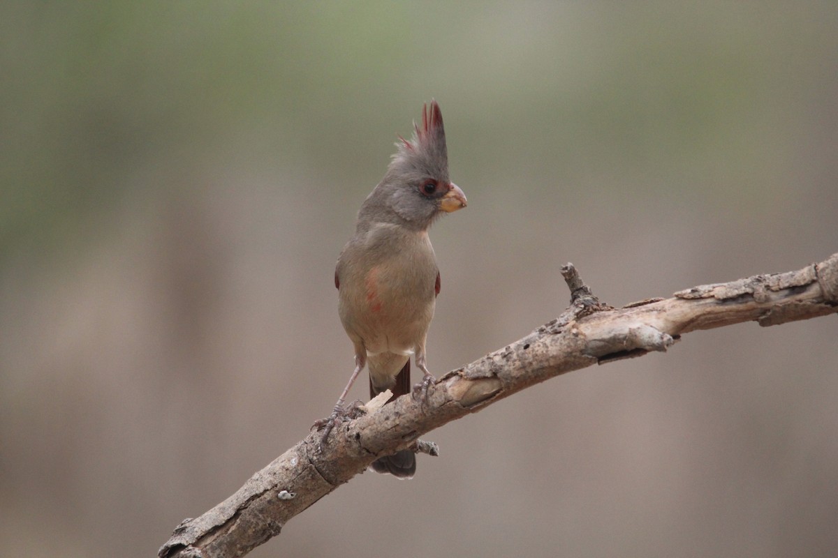 Arizona Kardinalı - ML652520013