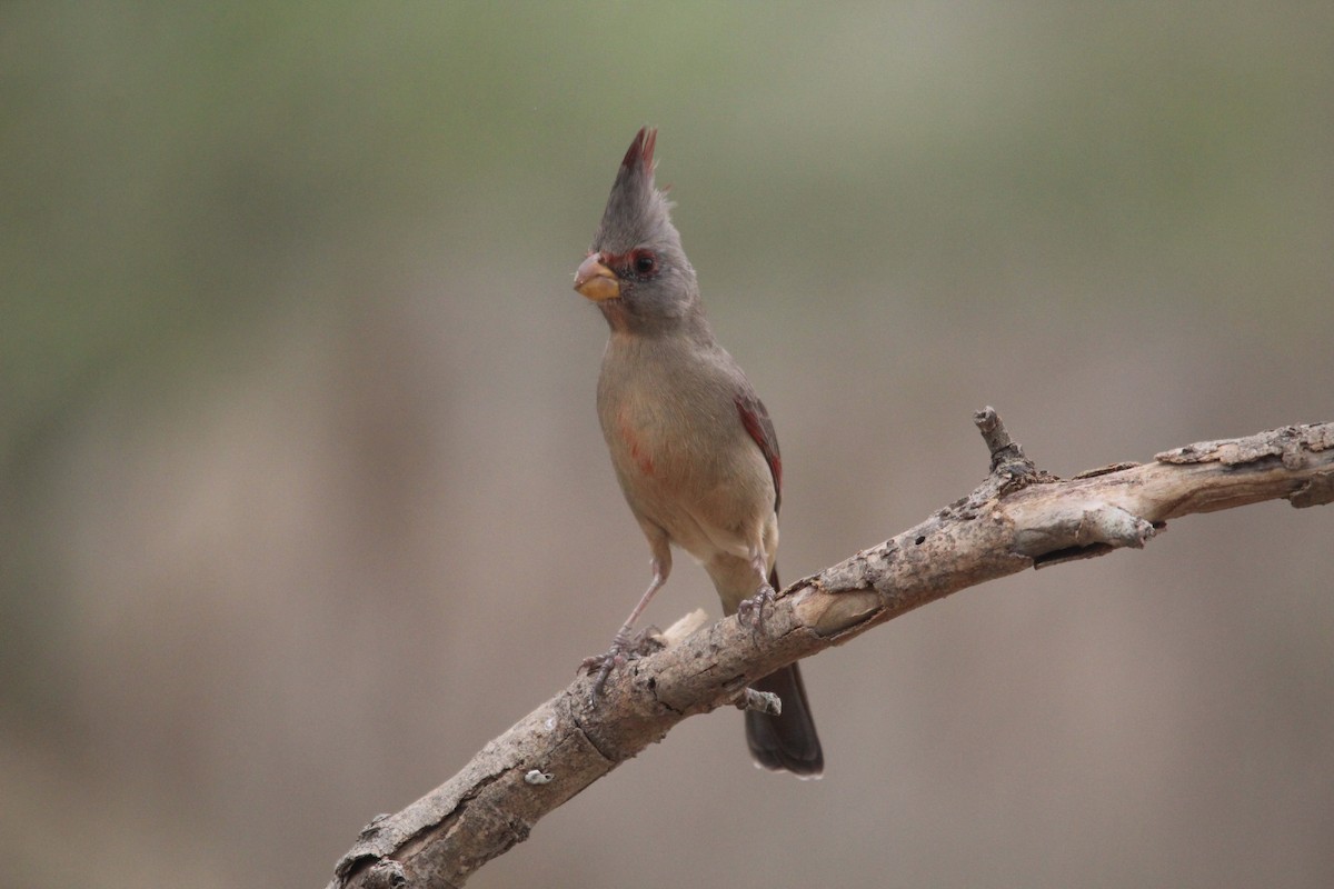 Arizona Kardinalı - ML652520014