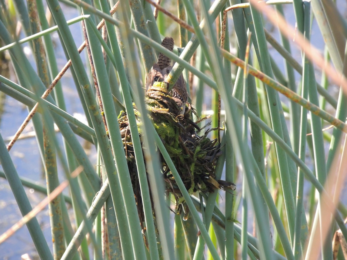 Bataklık Çıtkuşu - ML652520070