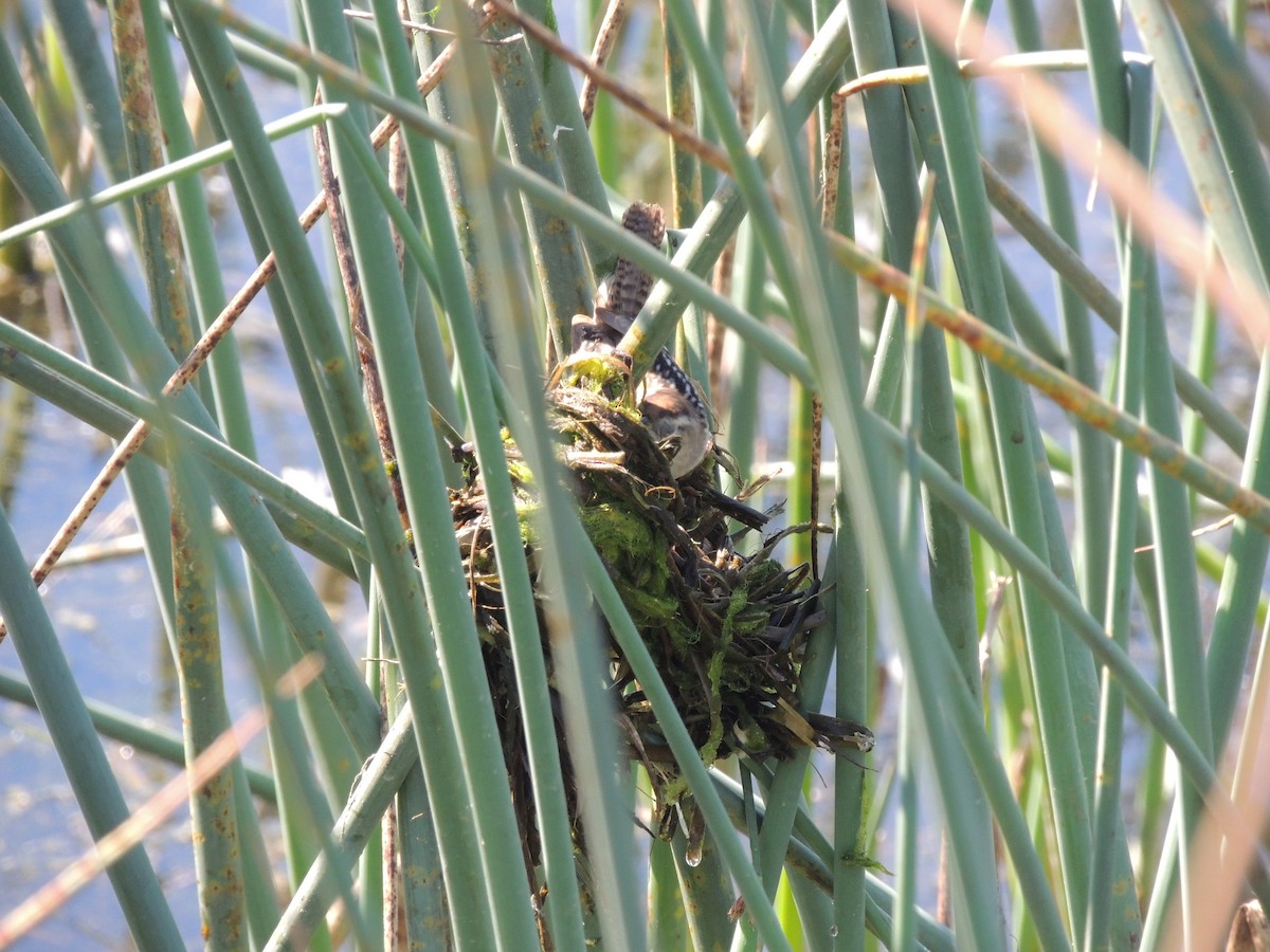 Bataklık Çıtkuşu - ML652520071