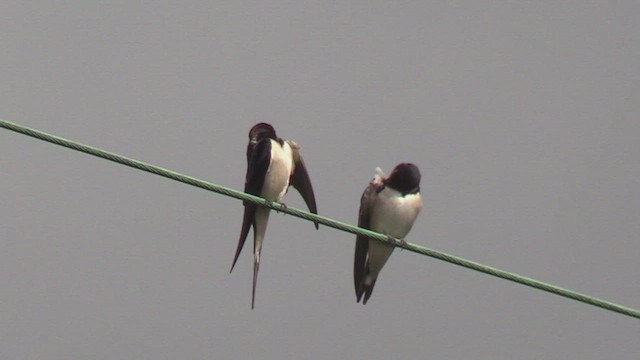 Barn Swallow - ML652520209