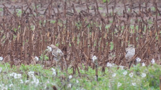 Eurasian Thick-knee - ML652520668