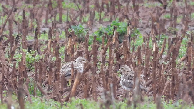 Eurasian Thick-knee - ML652520672