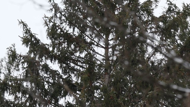 American Crow - ML652520696