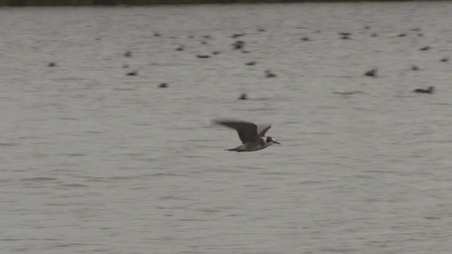 Black Tern (American) - ML652521042