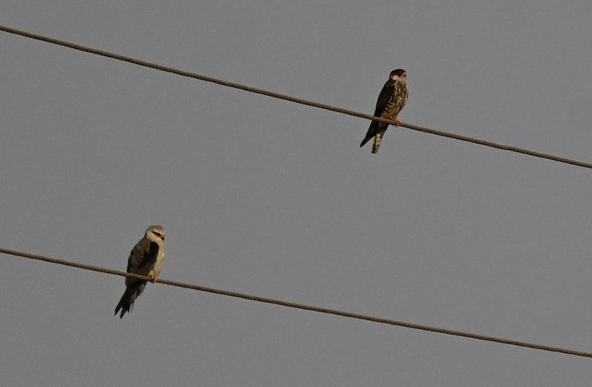 Amur Doğanı - ML652521095