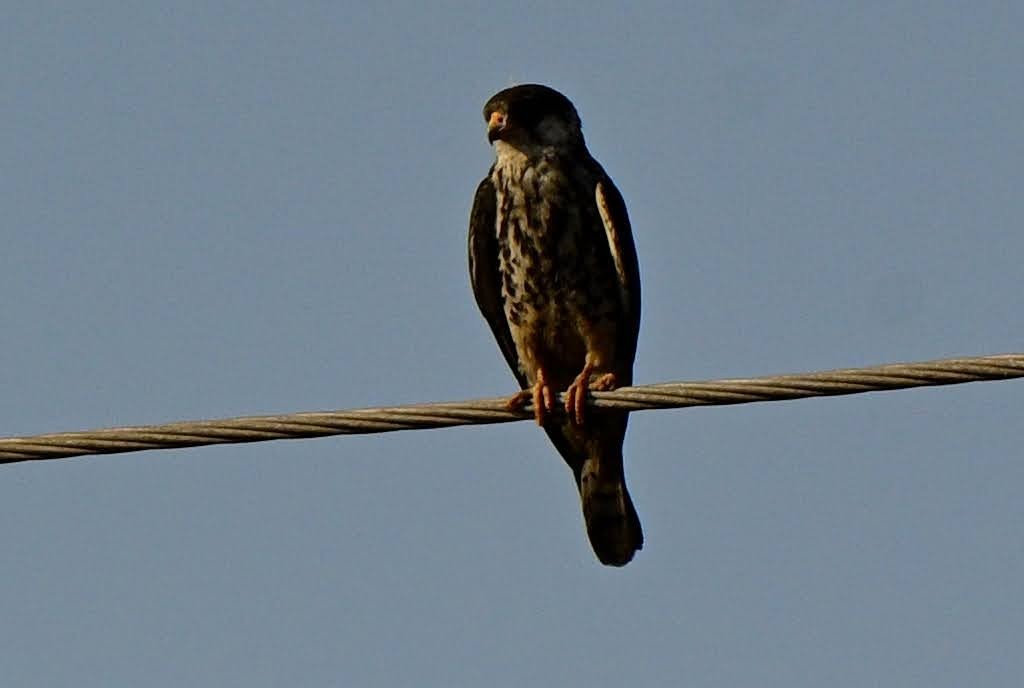 Amur Doğanı - ML652521096