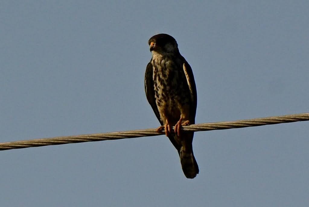 Amur Doğanı - ML652521097