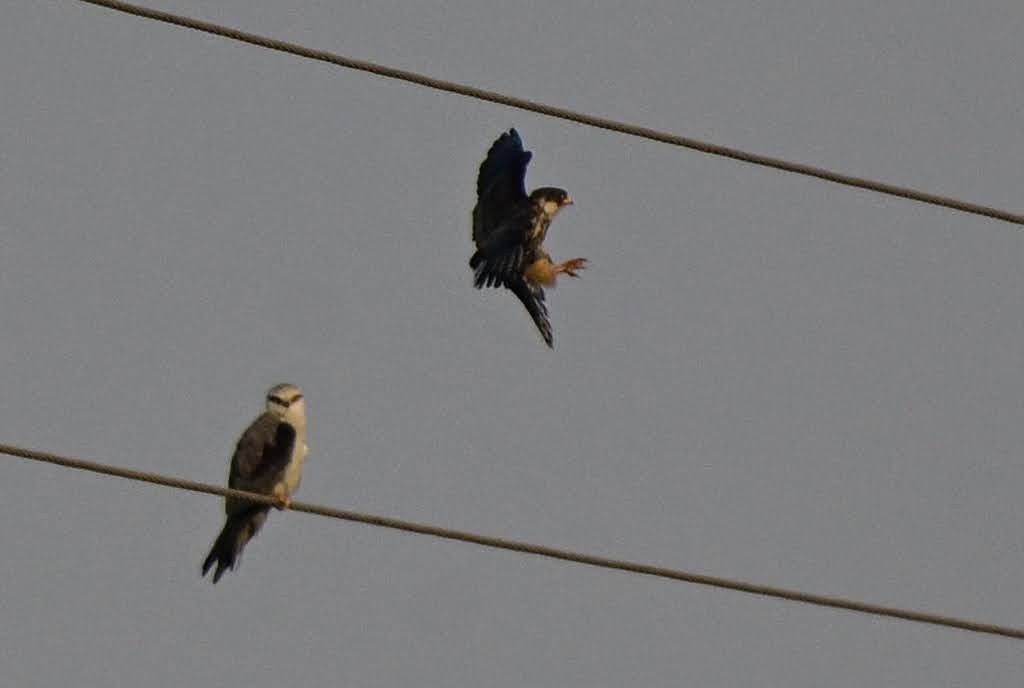 Amur Doğanı - ML652521099