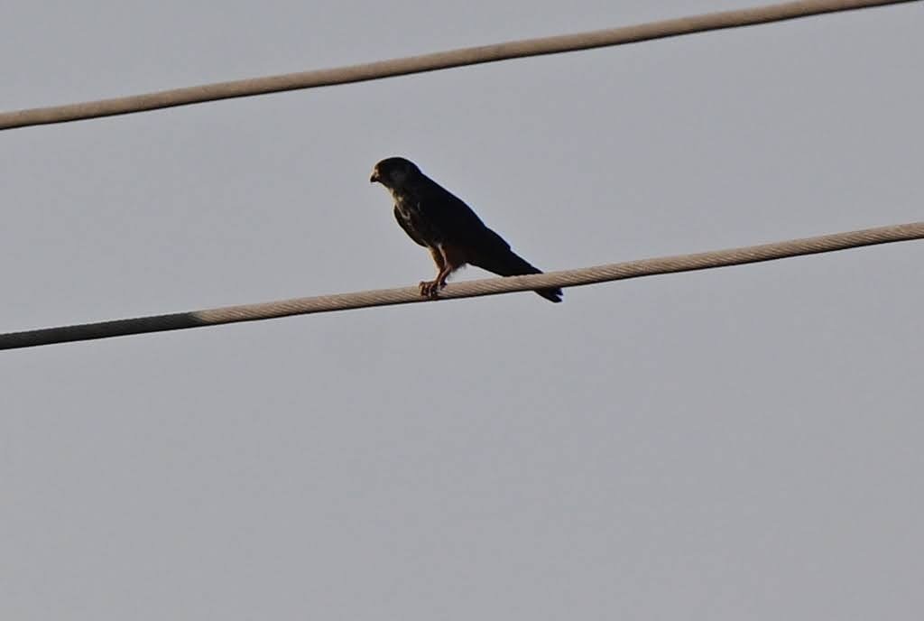 Amur Doğanı - ML652521100