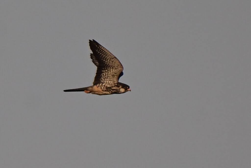 Amur Doğanı - ML652521101