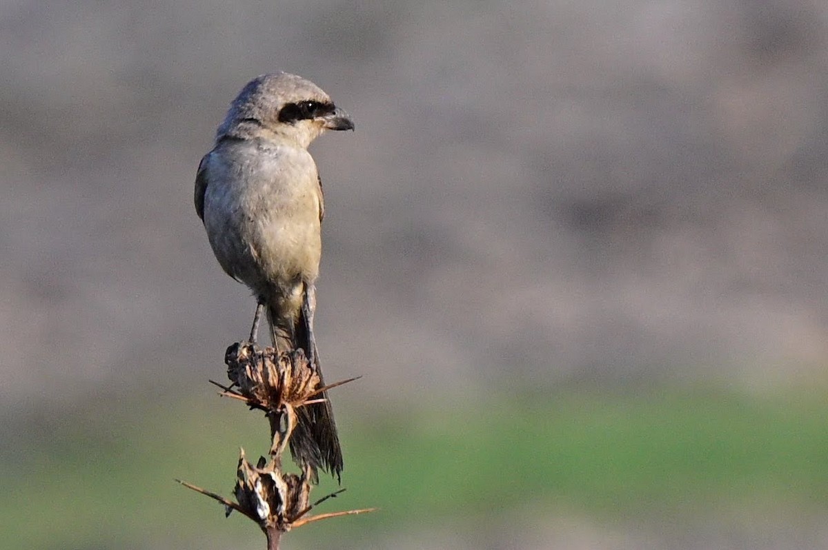 Uzun Kuyruklu Örümcekkuşu - ML652521115