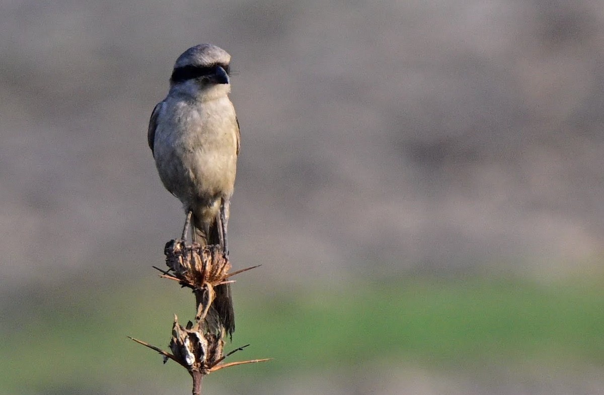 Uzun Kuyruklu Örümcekkuşu - ML652521116