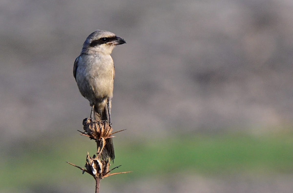 Uzun Kuyruklu Örümcekkuşu - ML652521117