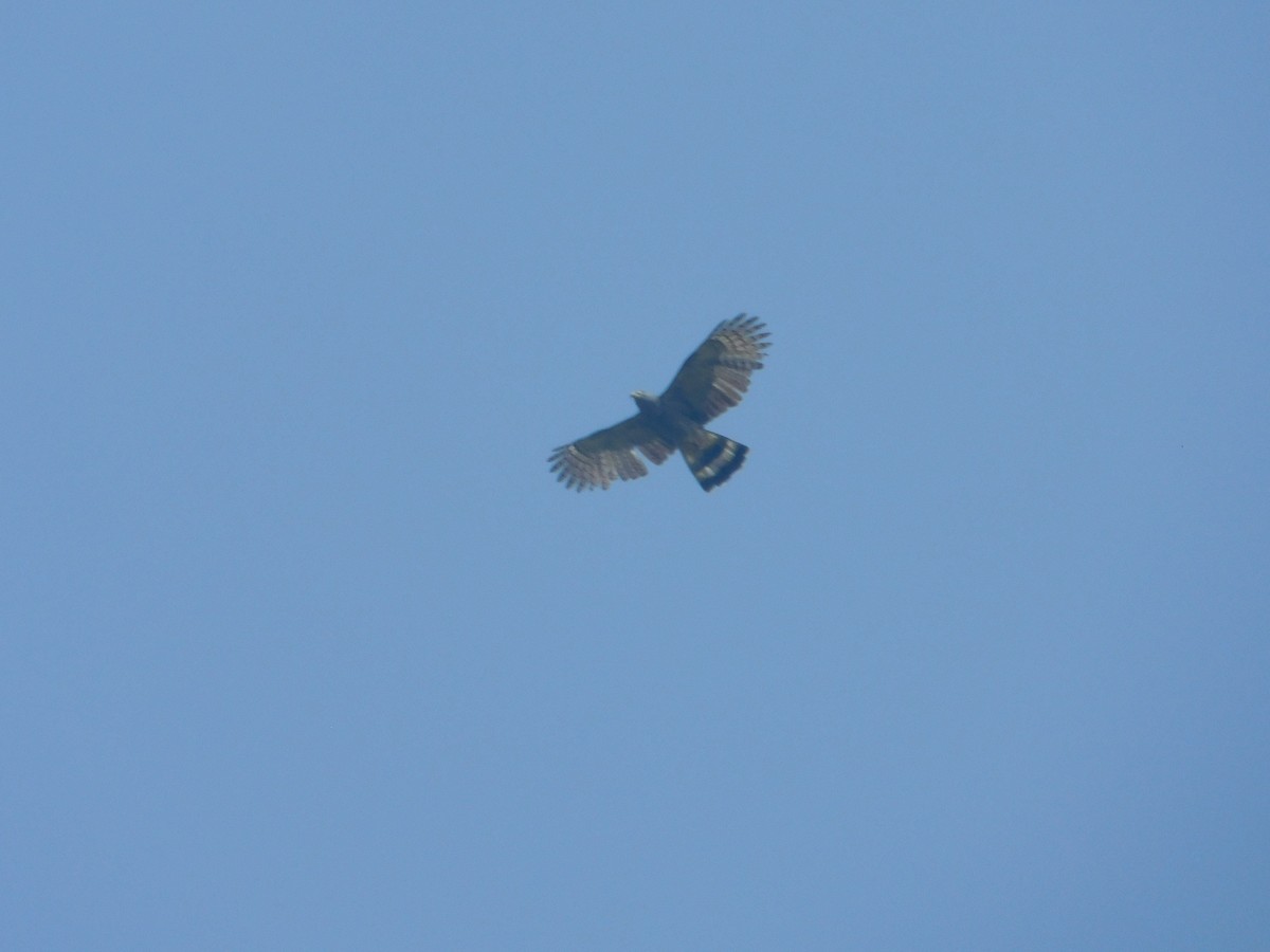 Langschnabelweih - ML652521207