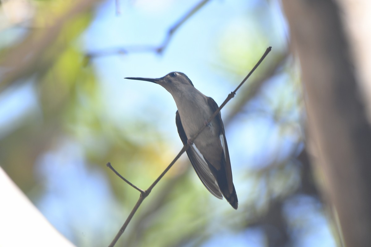 Blaukron-Degenflügel (Yucatándegenflügel) - ML652521230