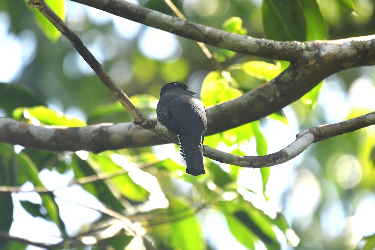 Schwarzkopftrogon - ML652521232