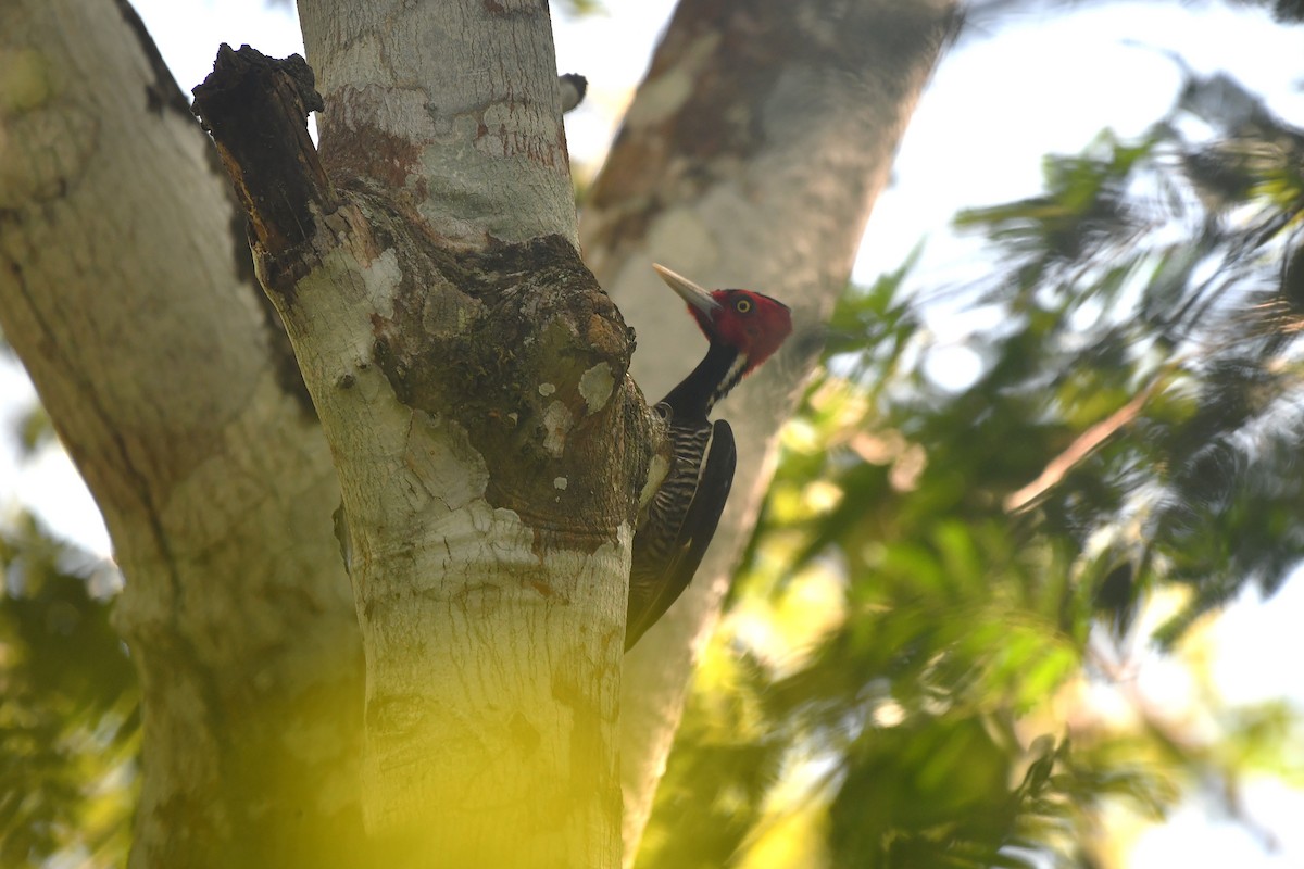 Königspecht - ML652521241