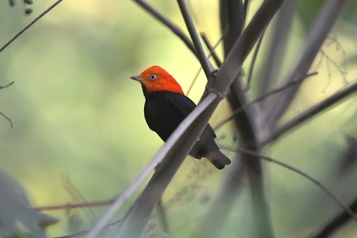 Gelbhosenpipra - ML652521247