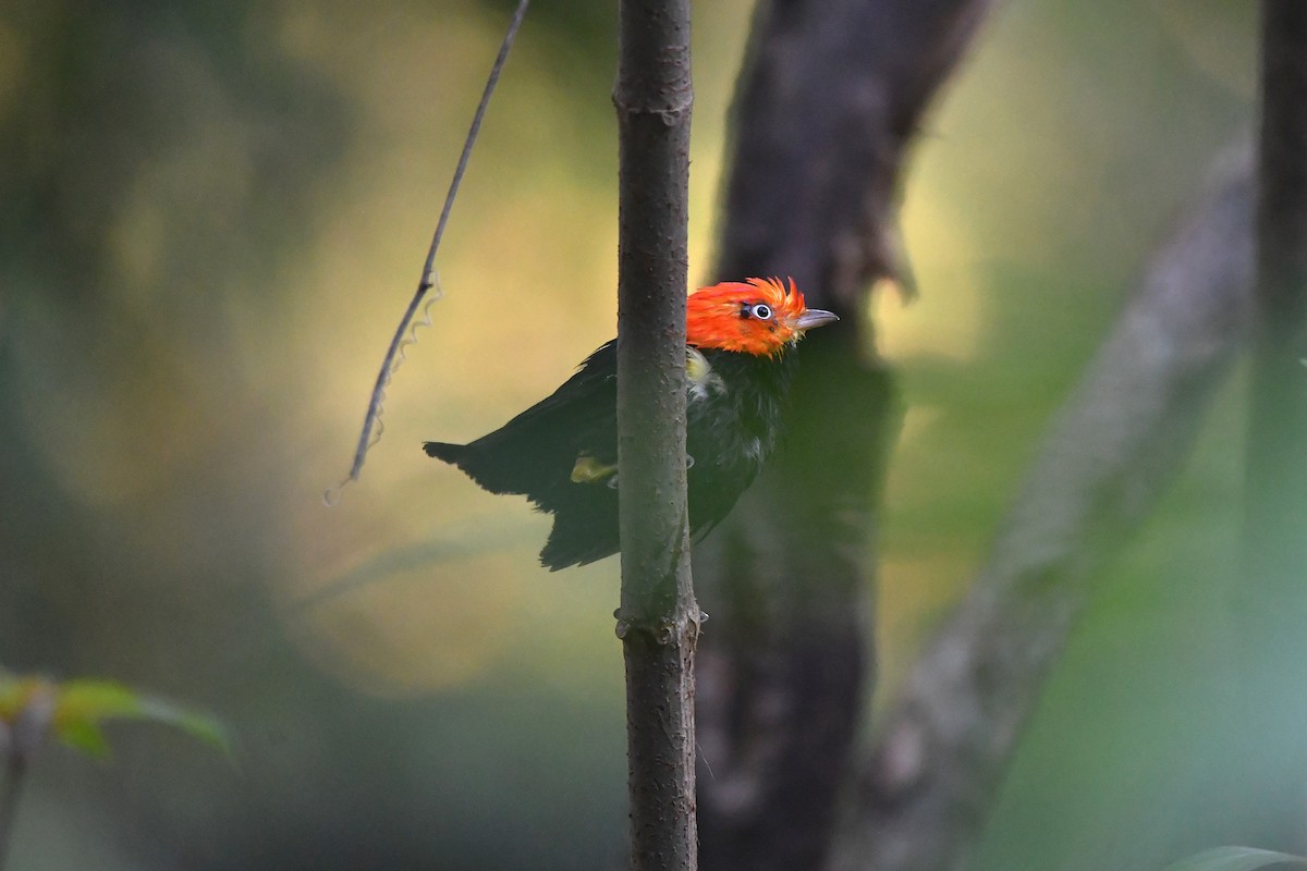 Gelbhosenpipra - ML652521248