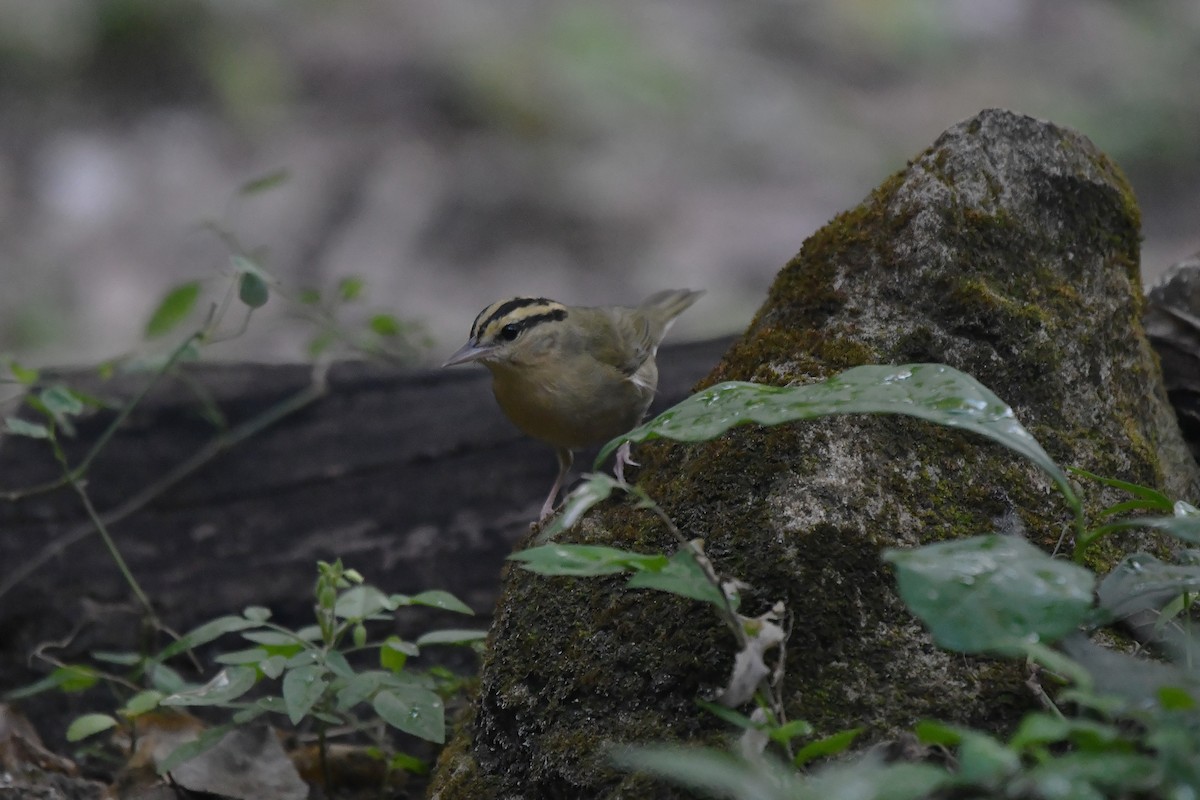 Haldenwaldsänger - ML652521259